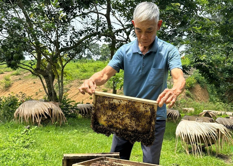 Lão nông ở Tân Trào biến mật ong rừng thành sản phẩm OCOP 3 sao
